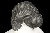 Adrisiops Weugi Trilobite - Recently Described Phacopid #165931-3